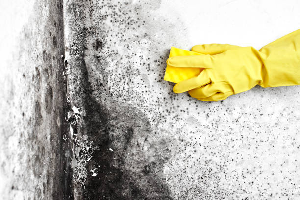 Best Commercial Mold Inspection  in Pingree Grove, IL